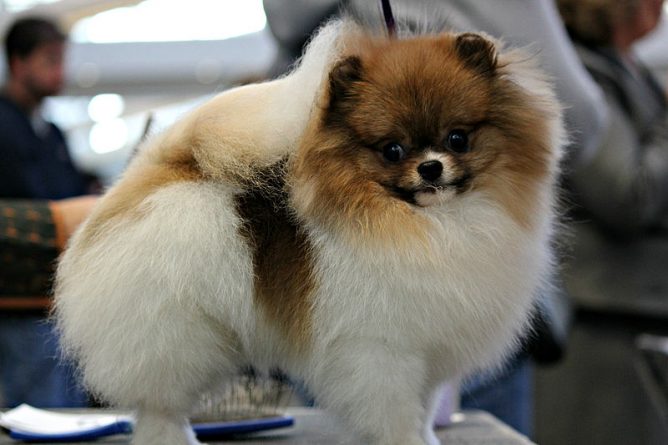 В мире: Первая собака, у которой диагностировали коронавирус, умерла в Гонконге