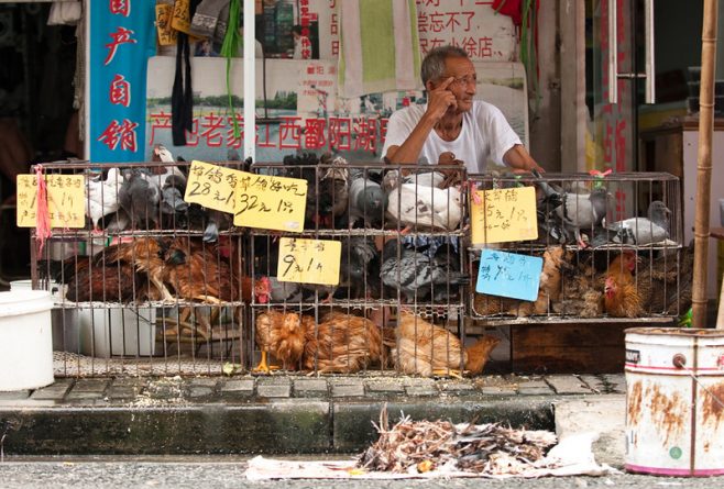 В мире: Китайские рынки, где продают летучих мышей, собак и ящериц продолжают работать, несмотря на коронавирус