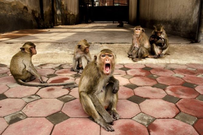Полезное: Банды агрессивных обезьян захватили здание индийского правительства в Пенджабе