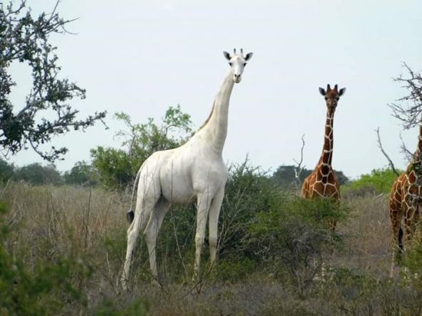 В мире: В мире остался лишь один самец: браконьеры убили уникальную белую самку-жирафа и ее детеныша