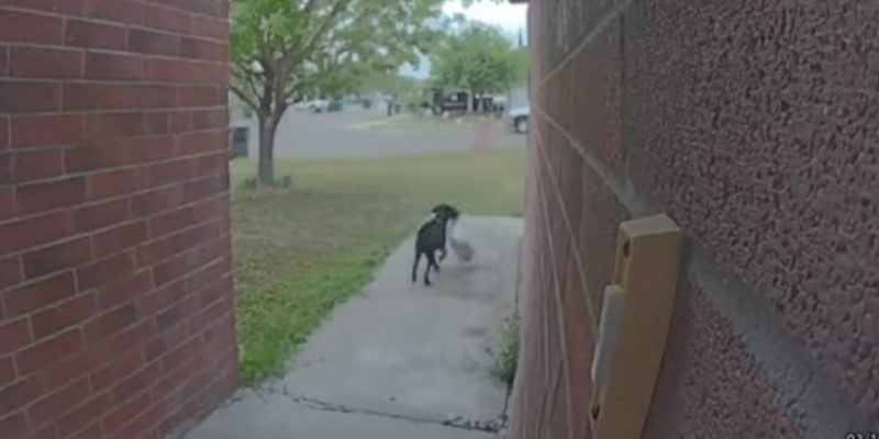 Локальные новости: Хитрый пес ворует посылки у семьи прямо из-под двери дома