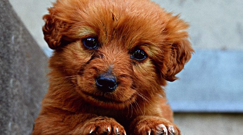 Локальные новости: Пиццерия в Нью-Йорке наклеивает фото собак из приюта на коробки, чтобы помочь им найти семью