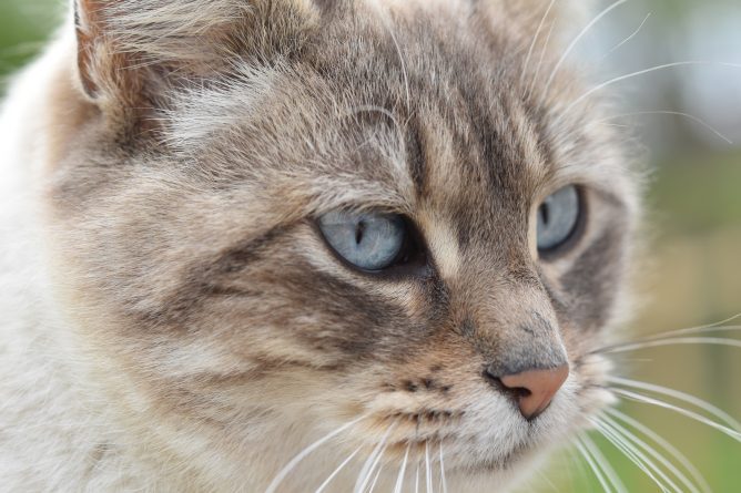 Полезное: Женщина заразила свою кошку коронавирусом