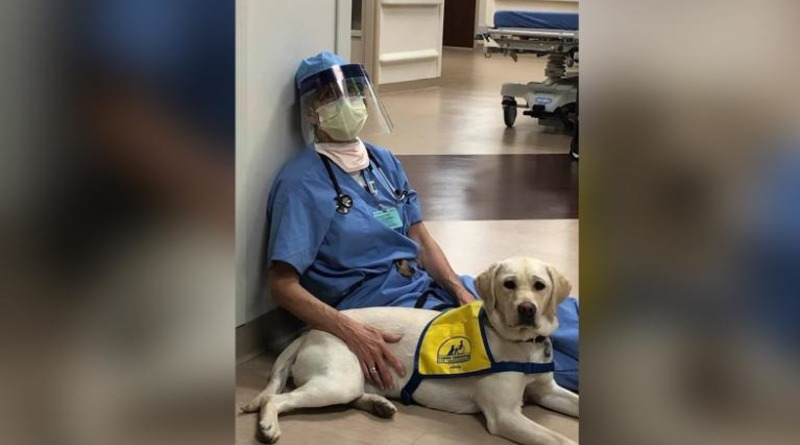 Полезное: «Обнимательная» служебная собака помогает медикам, борющимся с коронавирусом