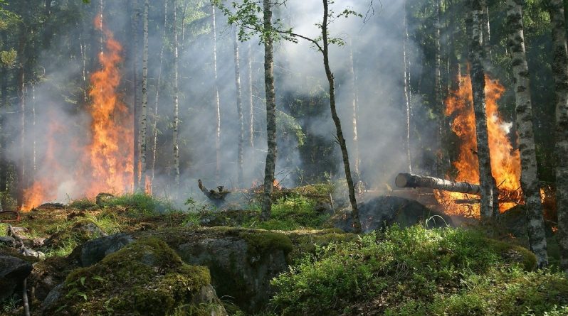 Популярное: Ученые сообщают о том, что леса теряют способность поглощать углекислый газ