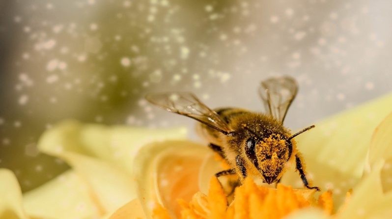 Локальные новости: Калифорниец спасает пчел и «дает им работу» в плодовых питомниках