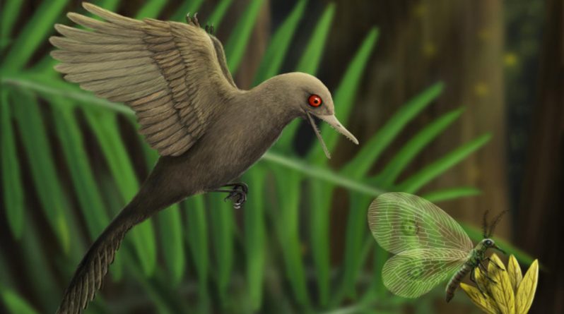 В мире: В капле янтаря возрастом 99 млн лет нашли миниатюрного динозавра. Он не больше колибри