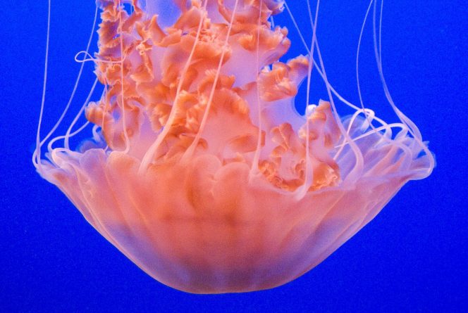 Здоровье: Ученые предлагают делать кожные импланты из «перевернутых» медуз
