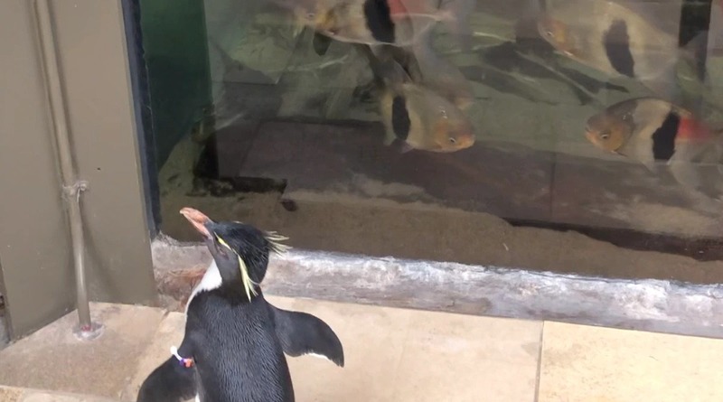 Видео: Аквариум в Чикаго закрыт для посетителей, и вместо людей там теперь гуляют пингвины