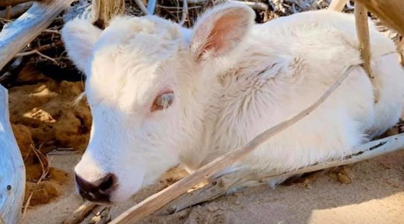 Локальные новости: У коровы, которая проплыла мили в океане, когда ее смыл туда ураган, родился необычный теленок