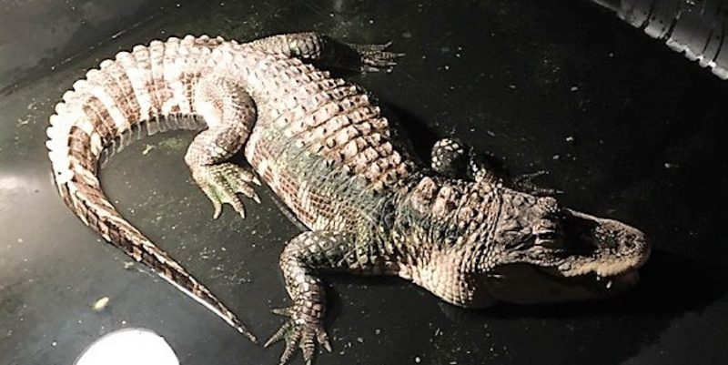 Локальные новости: Аллигатор прожил в подвале у мужчины из Огайо почти 30 лет