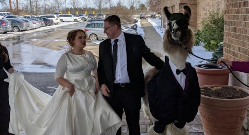 Локальные новости: Парень стал знаменитостью, притащив на свадьбу сестры ламу в смокинге