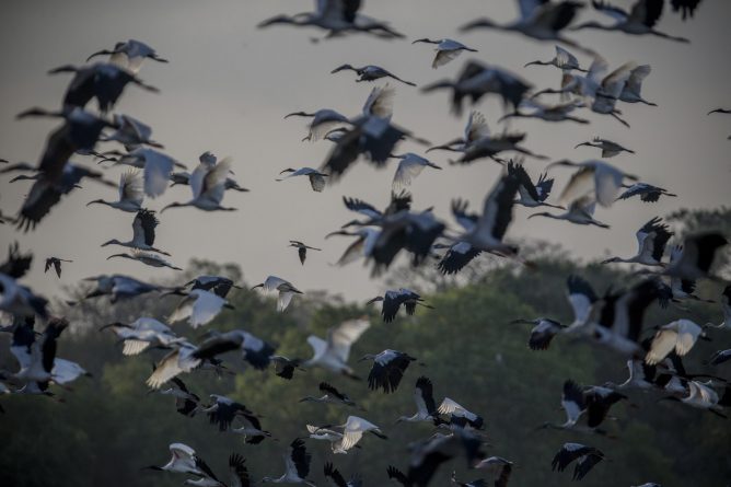 Погода: Птицы падали замертво, а земля была усеяна трупами во время грозы в Миссури