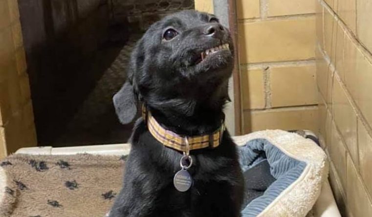 Локальные новости: Видео щенка, который широко улыбается посетителям приюта, стало вирусным — и помогло ему найти дом