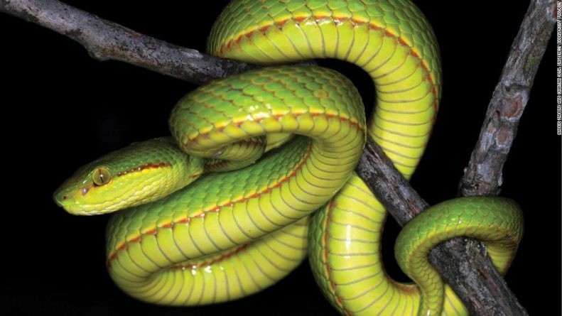 Наука: Ученые обнаружили новый вид змей и назвали и его в честь Салазара Слизерина