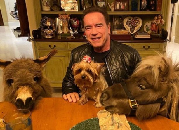 Знаменитости: Голливудский актер Арнольд Шварценеггер живет в своем раю с ослом, пони и собакой во время карантина
