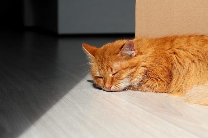 В мире: Ветеринары рекомендовали владельцам кошек держать их дома, чтобы предотвратить распространение коронавируса