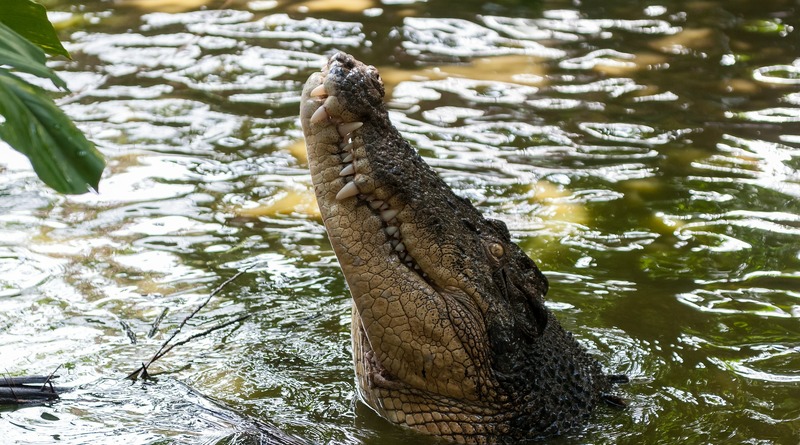 В мире: Парень смог спастись прямиком из пасти крокодила, повиснув на мангровом дереве