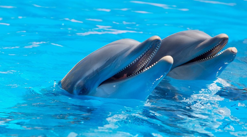 Наука: Ученые узнали, что дельфины могут организовать «бойз-бэнды», чтобы звуками привлекать самок