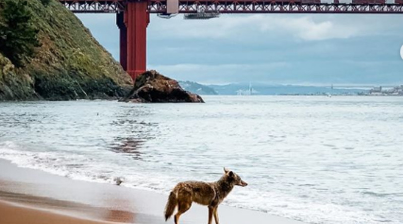Локальные новости: На пустом пляже в Сан-Франциско около Золотых ворот прогуливаются койоты (фото)