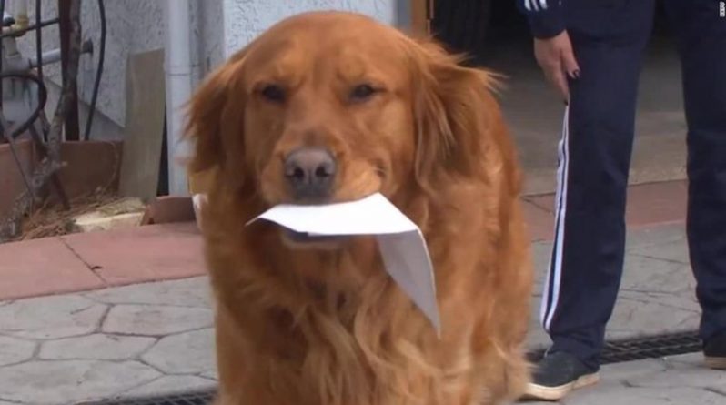 Локальные новости: Собака каждый день помогает соседке, уязвимой перед коронавирусом, с покупками (видео)