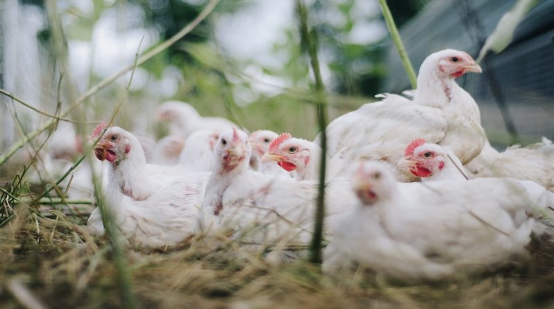 Локальные новости: Фермам придется убить 2 миллиона цыплят из-за нехватки работников в кризис коронавируса