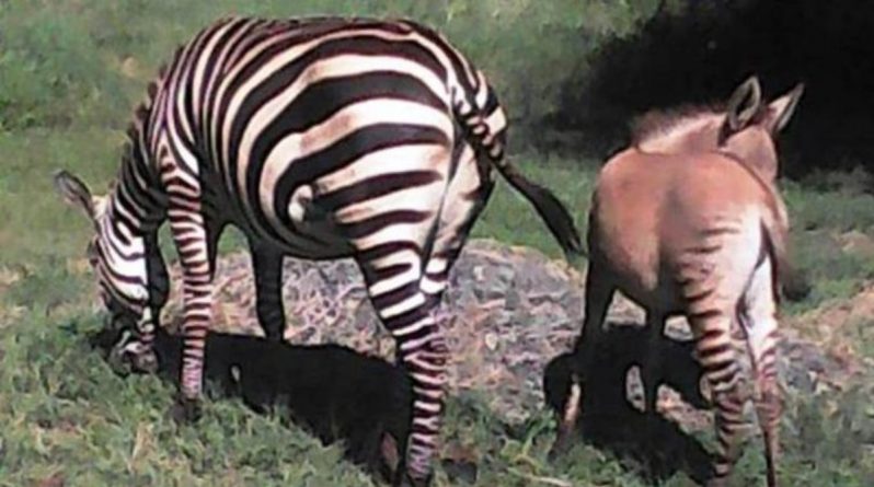 В мире: Редкий гибрид зебры и осла появился на свет в национальном парке Кении