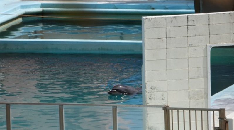 В мире: Самка дельфина умерла в полном одиночестве в крошечном бассейне после закрытия океанариума в Японии