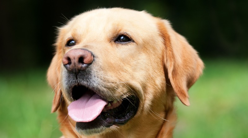 Здоровье: Собаки, вероятно, могут «унюхать» людей с коронавирусом – даже если у них нет симптомов