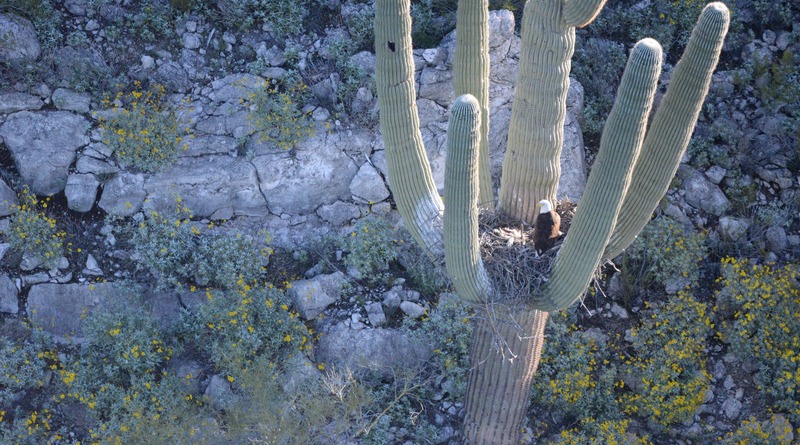 Локальные новости: Впервые белоголовые орланы поселились на гигантском кактусе Сагуаро в Аризоне (фото)