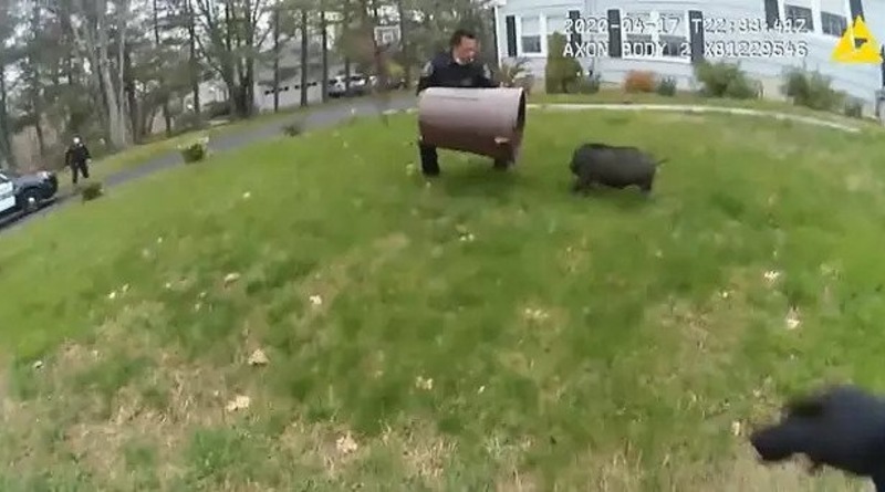 Видео: В США полицейские 45 минут гонялись за сбежавшей свиньей, пытаясь поймать ее мусорным ведром (видео)