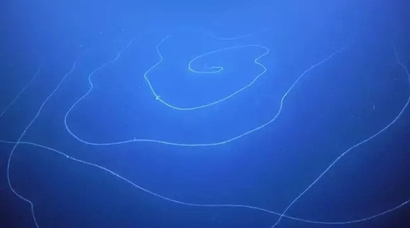 В мире: У побережья Австралии заметили странное светящееся 47-метровое существо (видео)