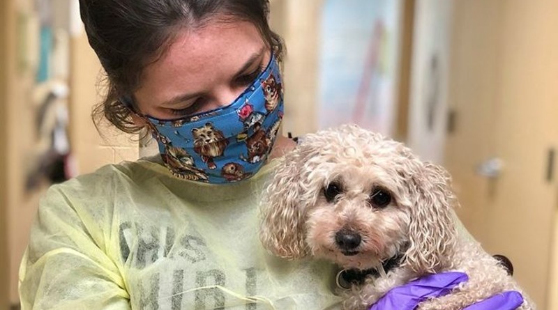 Локальные новости: Собака ищет новую семью после смерти двух хозяев из-за коронавируса