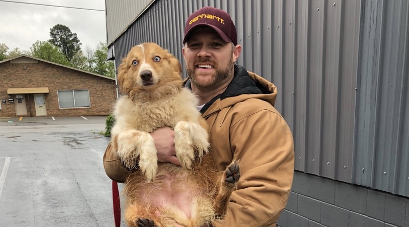 Локальные новости: Спустя 54 дня после смертоносного торнадо хозяева нашли свою пропавшую собаку-спасительницу