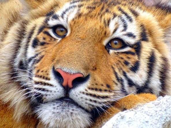 Локальные новости: Тигрица Надя в зоопарке Бронкса заразилась коронавирусом