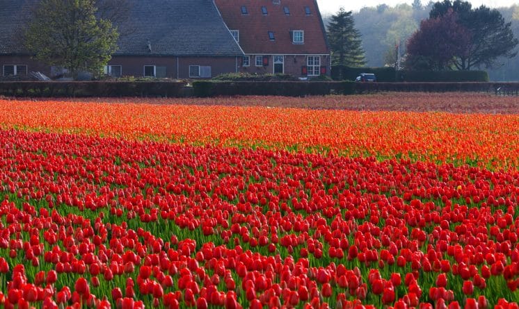 Путешествия: Фермеры в Нидерландах уничтожают поля тюльпанов, чтобы помочь в борьбе с коронавирусом