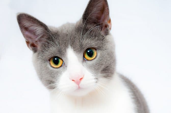 Наука: Кошки могут быть бессимптомными переносчиками коронавируса