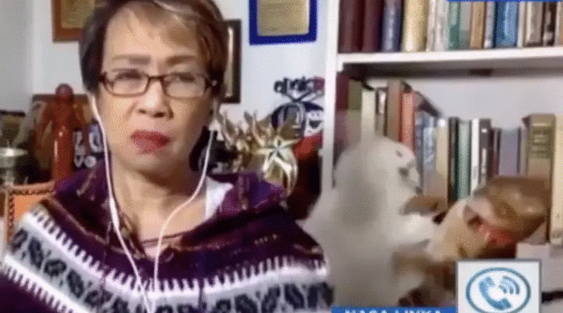 Видео: Во время прямого эфира журналистки из дома ее коты устроили впечатляющую драку на заднем плане (видео)