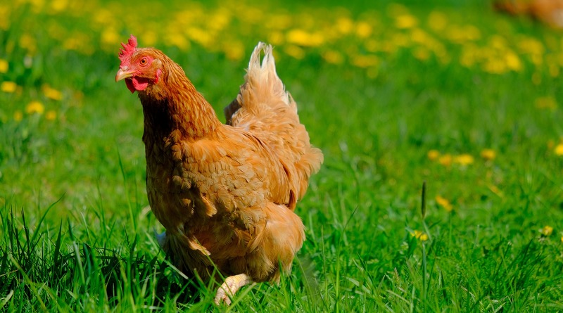 Локальные новости: Полиция в США разыскивает «агрессивную курицу», которая «терроризирует» клиентов банка