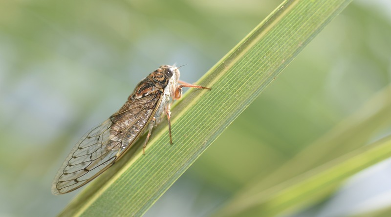 Локальные новости: США ждет «вторжение» миллионов цикад, которые 17 лет провели под землей