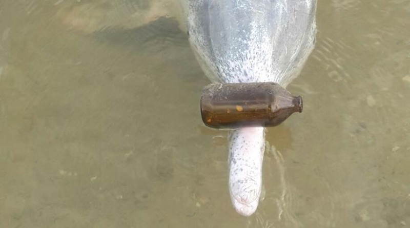 Полезное: Дельфин приносит подарки со дна океана посетителям кафе в обмен на рыбное угощение (фото)