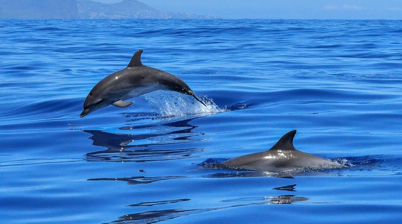 Видео: В Калифорнии счастливчики на лодке увидели стаю из 1000 дельфинов (видео)