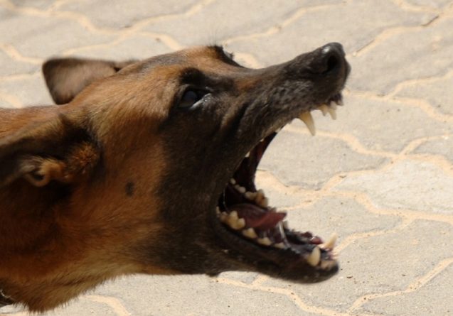 Происшествия: Женщина-врач из Джорджии была убита стаей диких собак