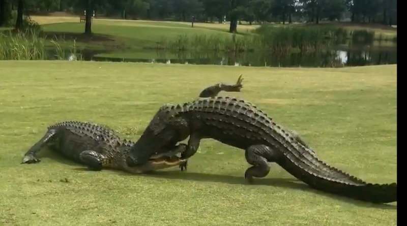 Видео: В США огромные аллигаторы устроили схватку прямо на поле для гольфа (видео)