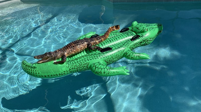 Локальные новости: Во Флориде аллигатор «релаксировал» на…надувном аллигаторе в бассейне дома (фото)