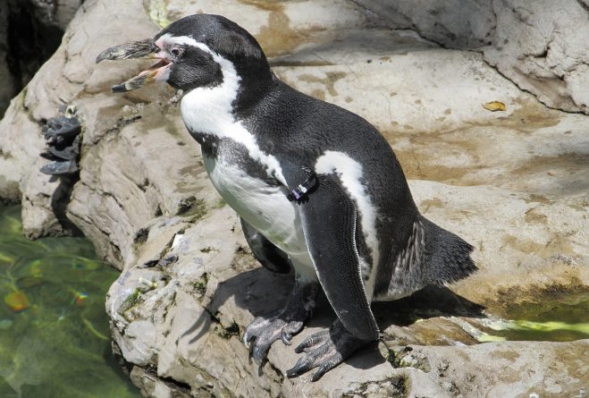Полезное: Пингвины зоопарка Канзас-Сити наслаждались живописью в Музее искусств Нельсона Аткинса