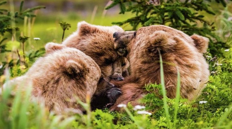 Досуг: Американцу удалось снять на видео, как мама-медведица кормит медвежат на обочине дороги