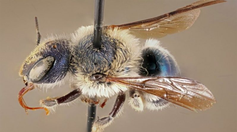 Досуг: Ученым Флориды повезло найти редкую голубую пчелу, считавшуюся вымершей