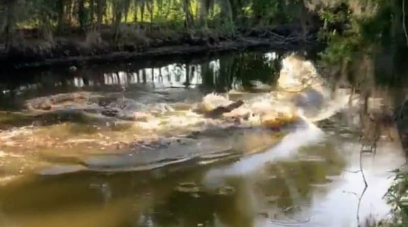 Локальные новости: Американец снял на видео «дуэль» 2 массивных аллигаторов в заповеднике Флориды
