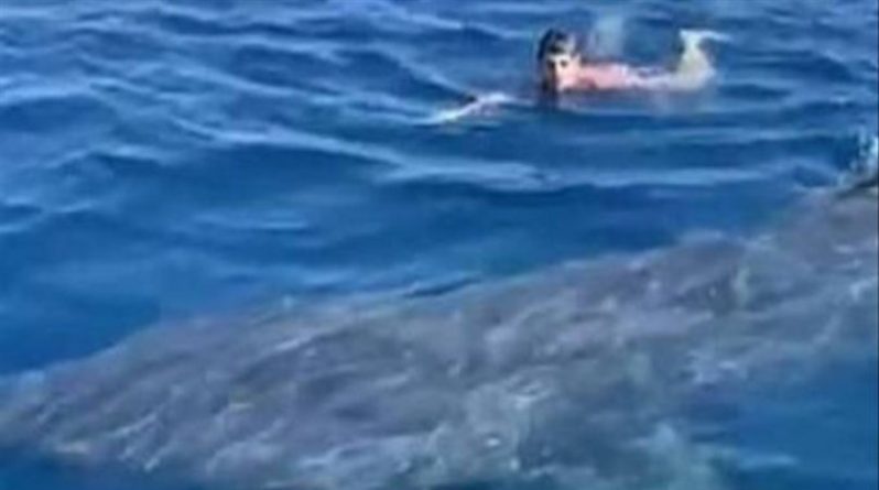 Досуг: Пловец «лицом к лицу» столкнулся с исполинской акулой, скользнувшей к нему под водой (видео)